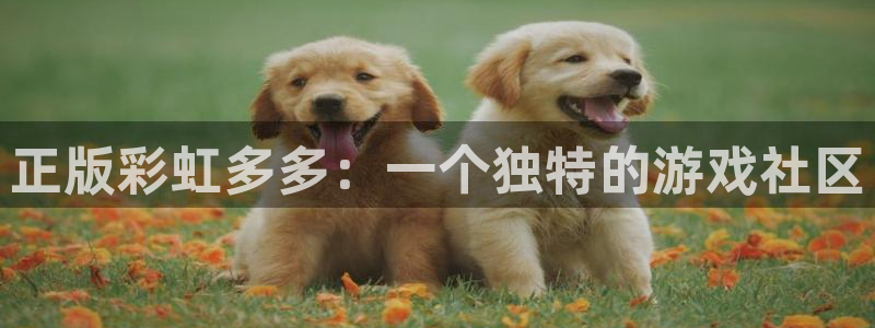 pg电子试玩平台入口：正版彩虹多多：一个独特的游戏社区